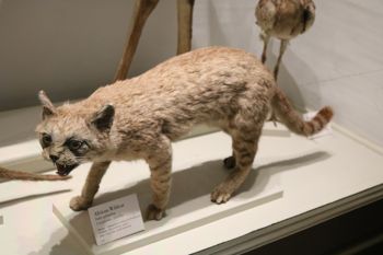 Media type: image; Mammalogy 6191 Description: Image of MCZ 6191;